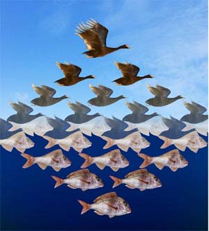 escher_variaciones escher_variaciones
